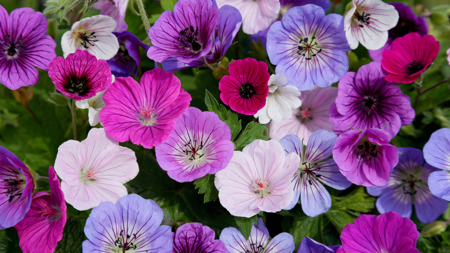 Geraniums Winter Hardy Collection 3 pc. R132076