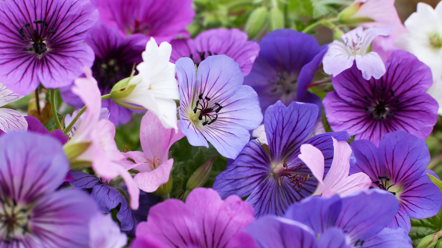 Geraniums Winter Hardy Collection 3 pc. R132076