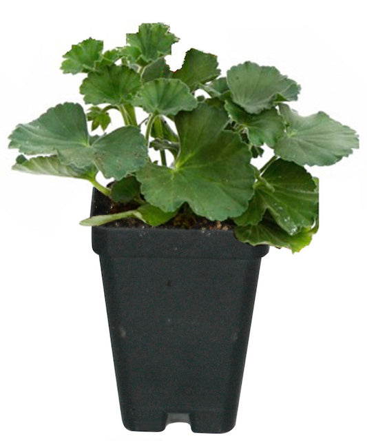 Geraniums Winter Hardy Collection 3 pc. R132076