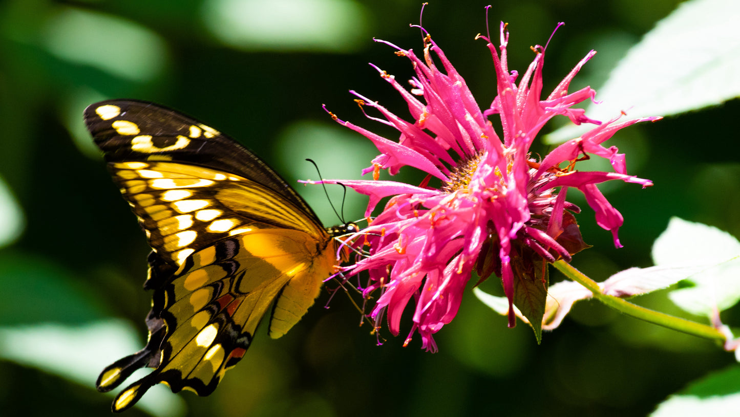 Beebalm BeeMine™  Monarda 3 pc. R132120