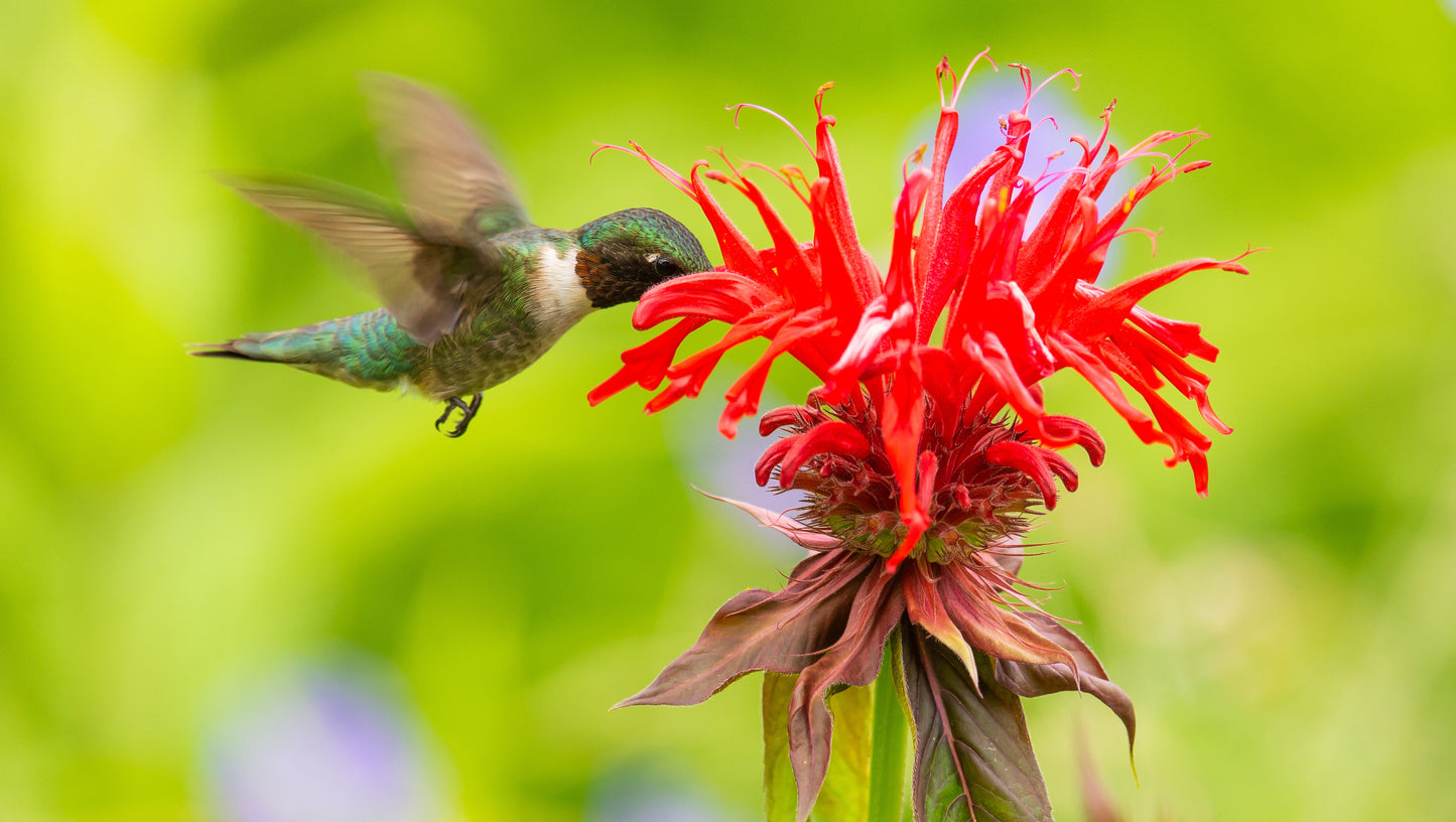 Beebalm BeeMine™  Monarda 3 pc. R132120