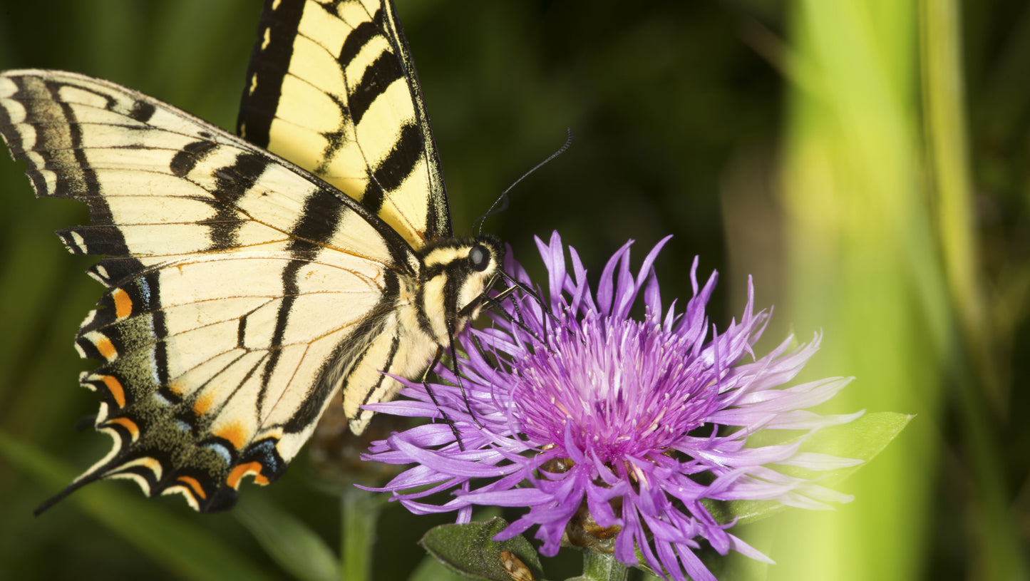 Beebalm BeeMine™  Monarda 3 pc. R132120