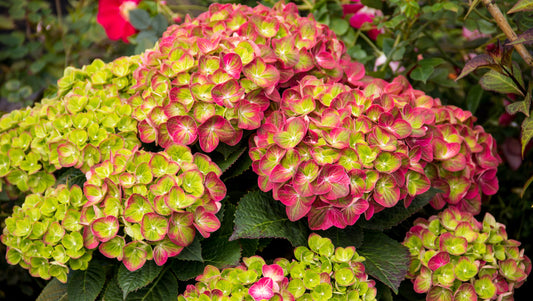 Tilt-A-Swirl Color-Changing Hydrangea 1 pc. R132194