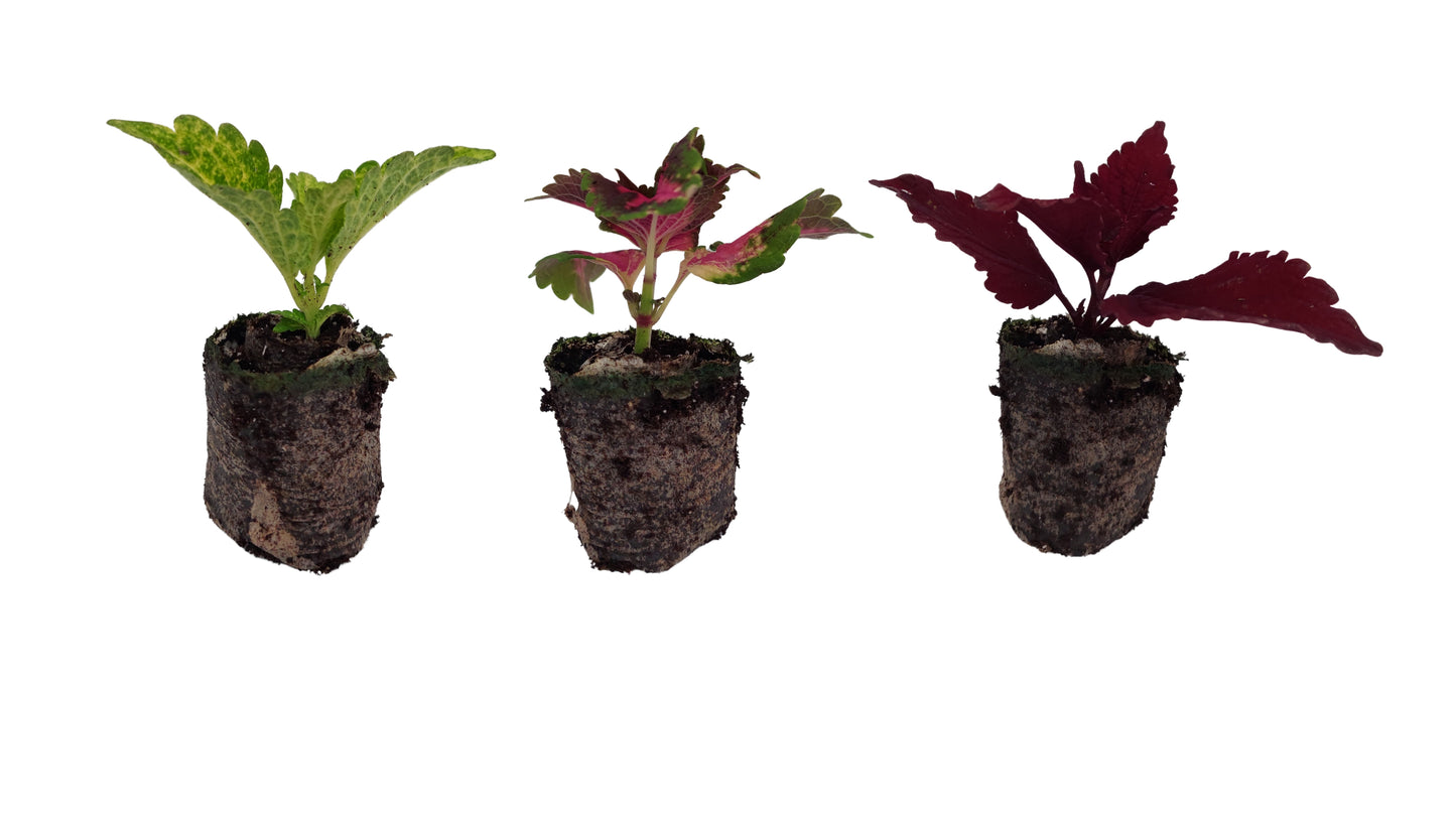 Coleus Colorful Foliage Collection 3 pc.  R132224