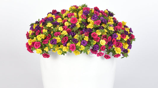 Calibrachoa Trixi® Series w/ Fertilizer Sample 3 pc.  R132055