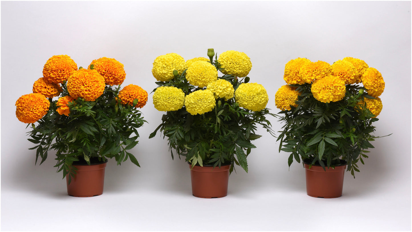 Marigold Marvel™ Series 6 pc. R132162