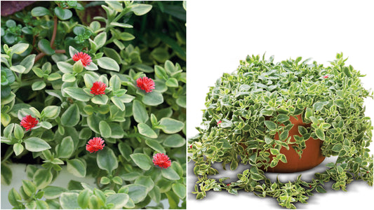 Mezoo™ Trailing Red Bloom Succulent Houseplants 2 pc. R132226