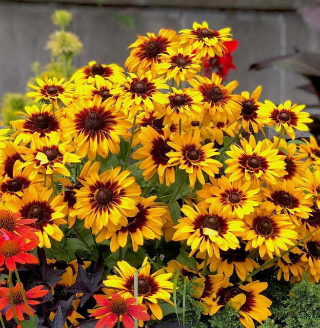 Minibeckia Flame™ Rudbeckia 1 pc. R95109