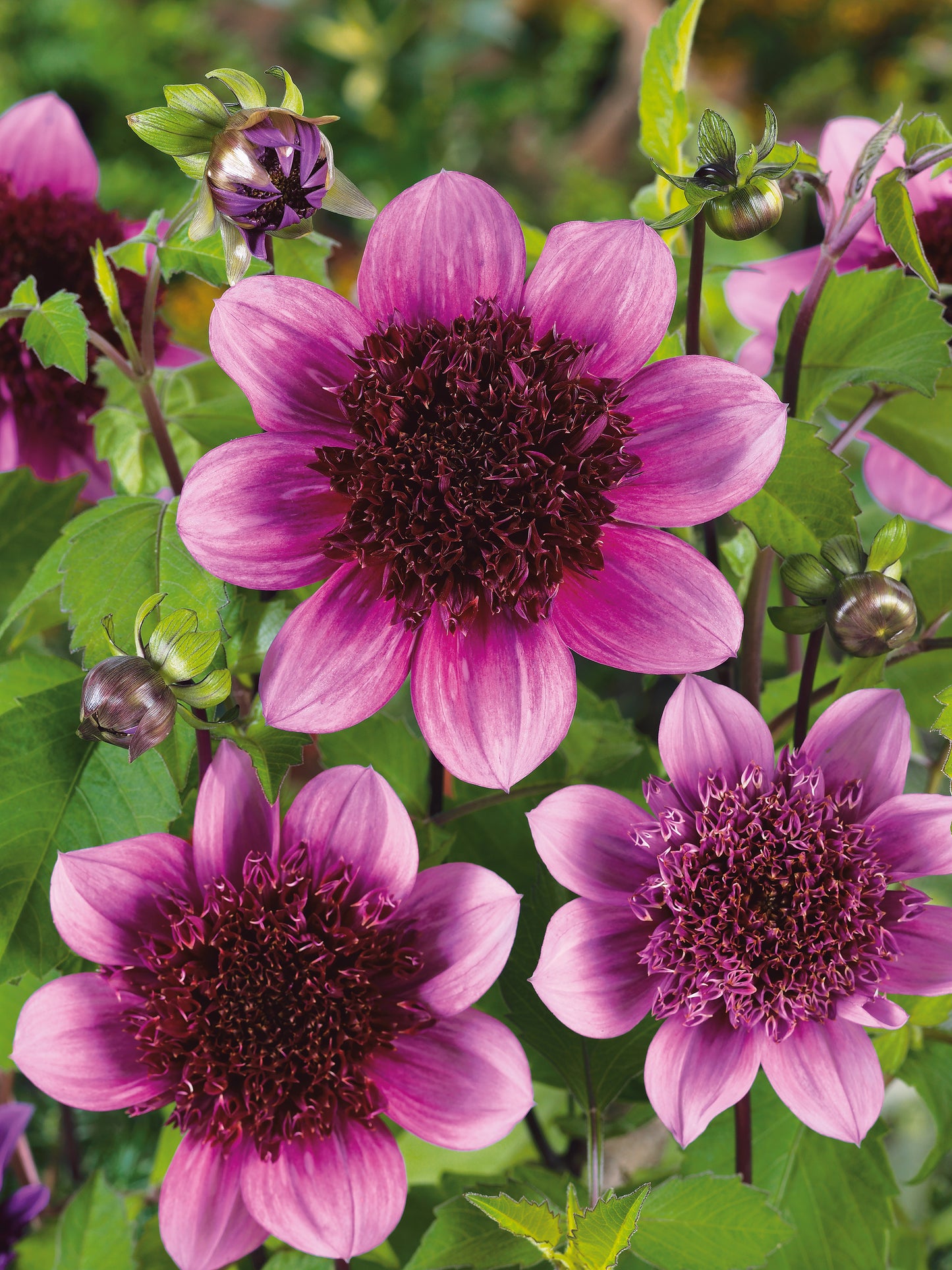 Dahlias Large and Colorful 2 pc. R132190