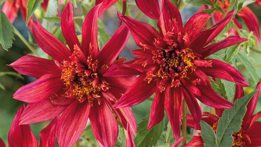 Dahlias Large and Colorful 2 pc. R132190