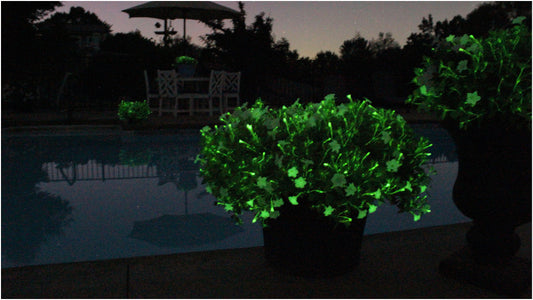 Petunia Hybrid Glow in the Dark Firefly with Fertilizer Sample 1 pc. R132126