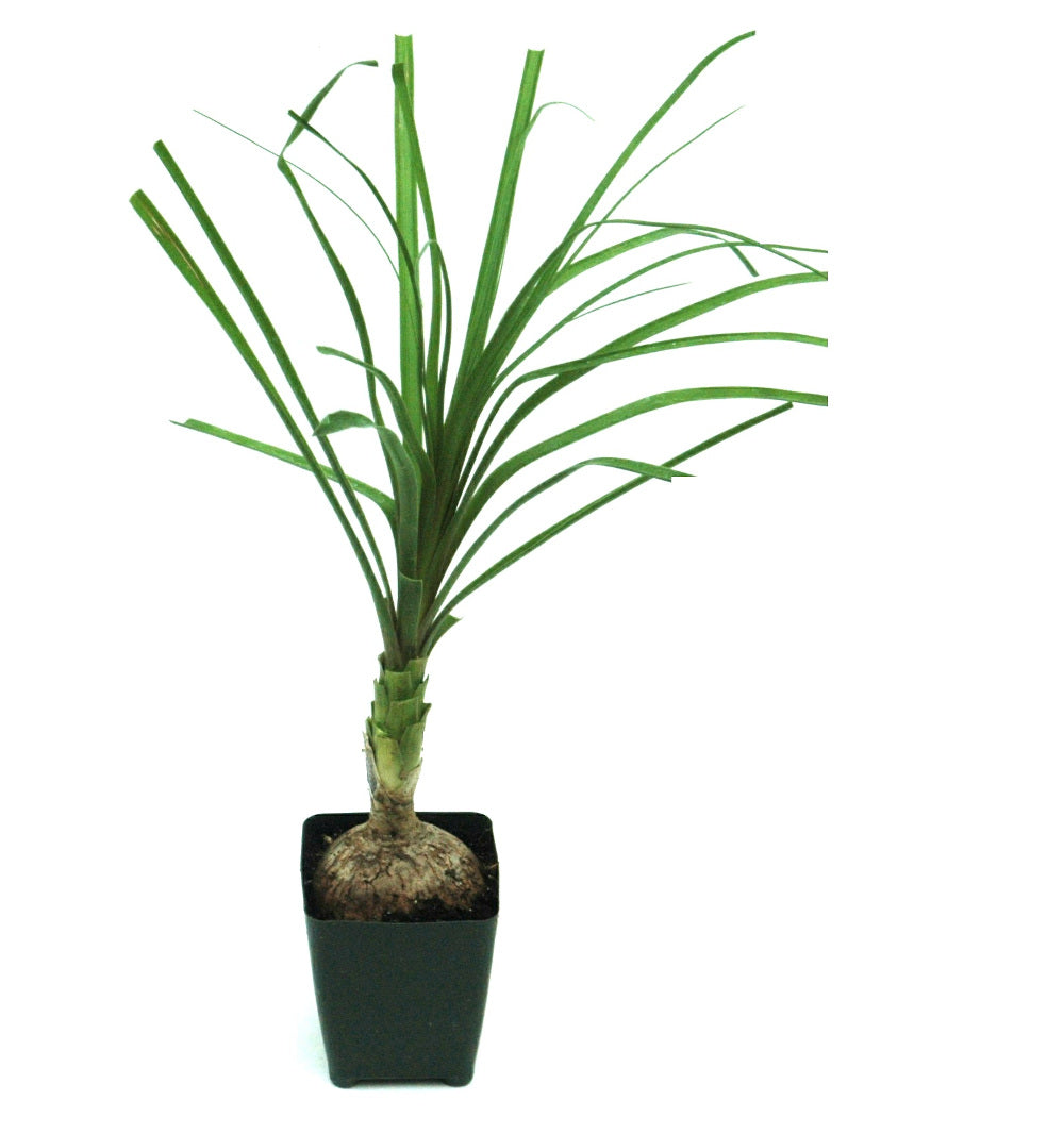 Pony Tail Palm Tree Tropical Houseplant 1 pc. **Ships early May** R132052