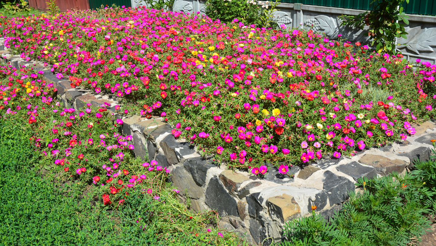 Portulaca Happy Hour™ Mix 3 pc.  R132216