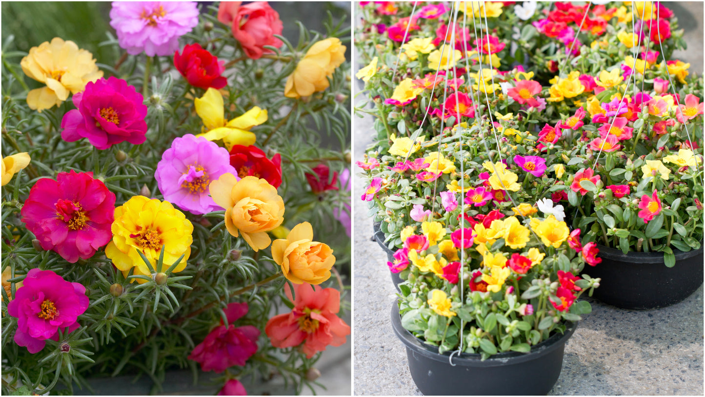 Portulaca Happy Hour™ Mix 3 pc.  R132216