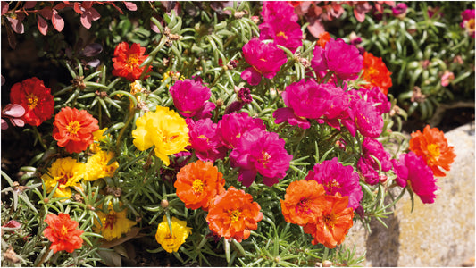 Portulaca Happy Hour™ Mix 3 pc.  R132216