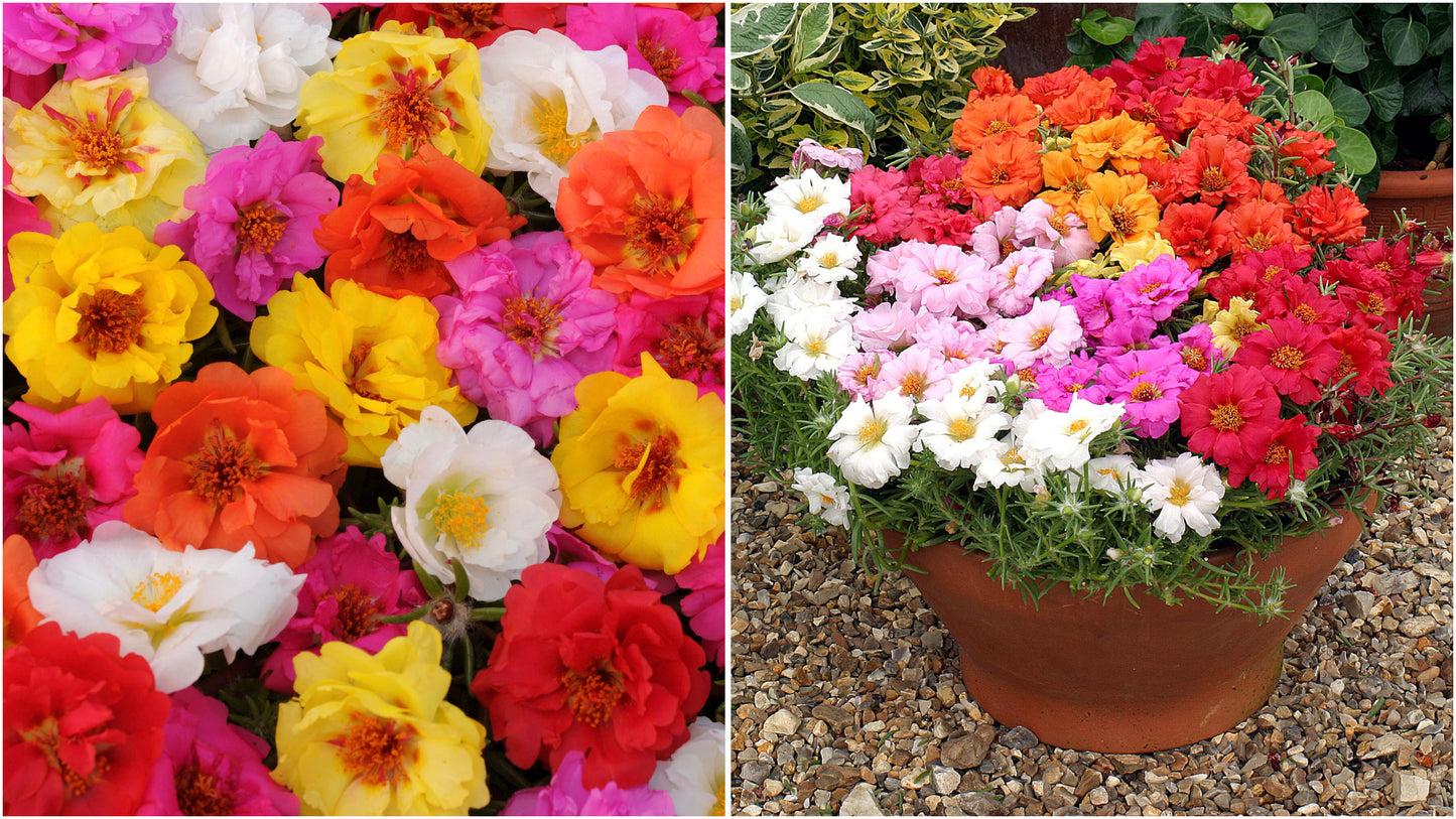 Portulaca Happy Hour™ Mix 3 pc.  R132216