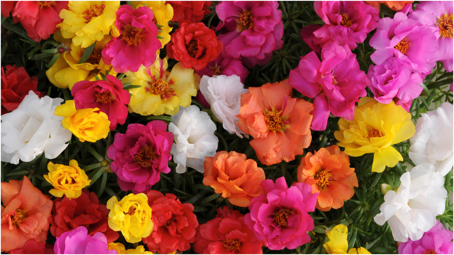 Portulaca Happy Hour™ Mix 3 pc.  R132216