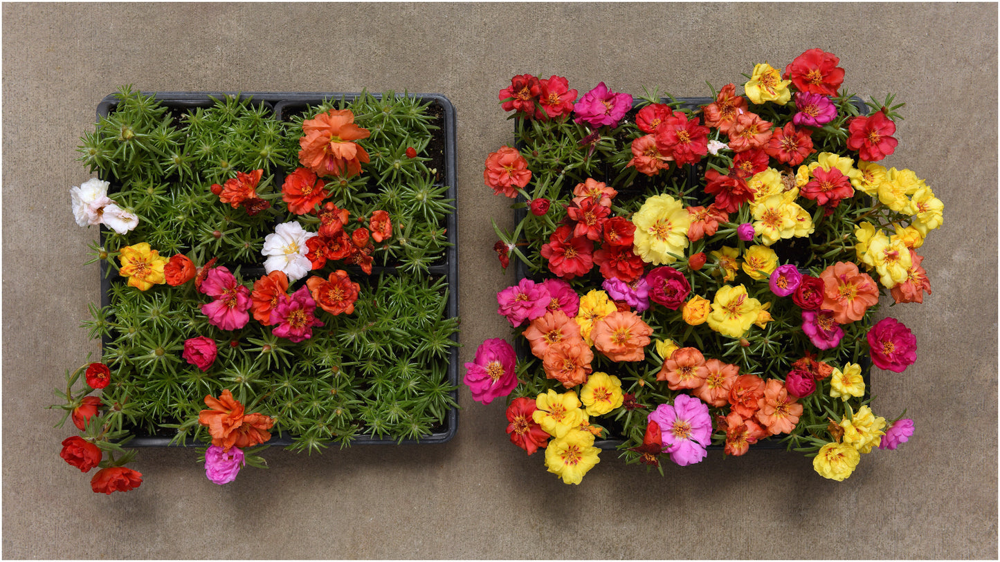 Portulaca Happy Hour™ Mix 3 pc.  R132216