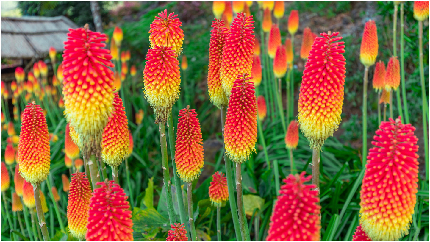 Firey Red Hot Poker Bare-roots 3 pc.R132112