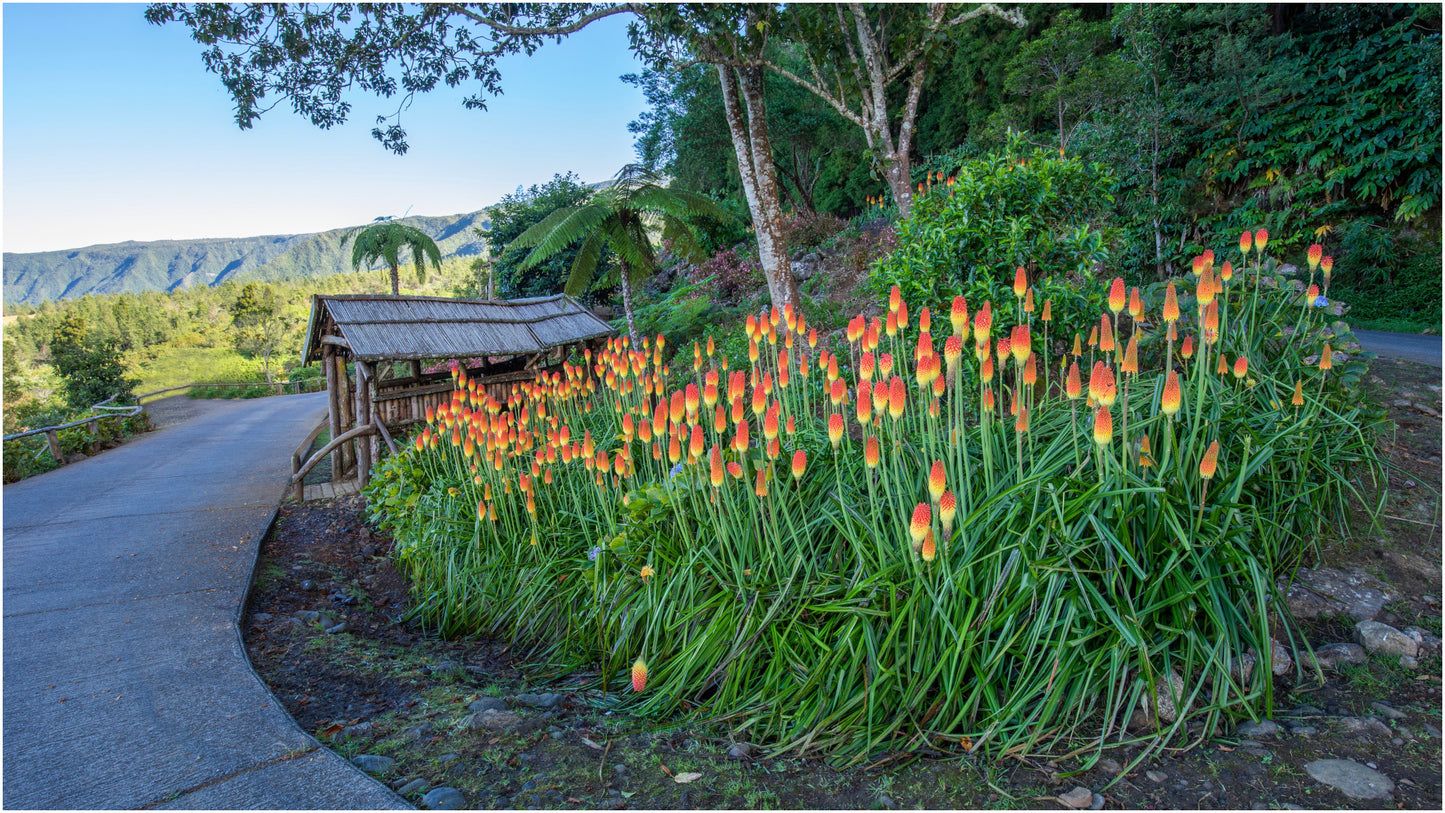 Firey Red Hot Poker Bare-roots 3 pc.R132112