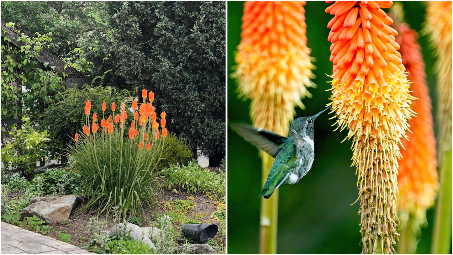 Firey Red Hot Poker Bare-roots 3 pc.R132112