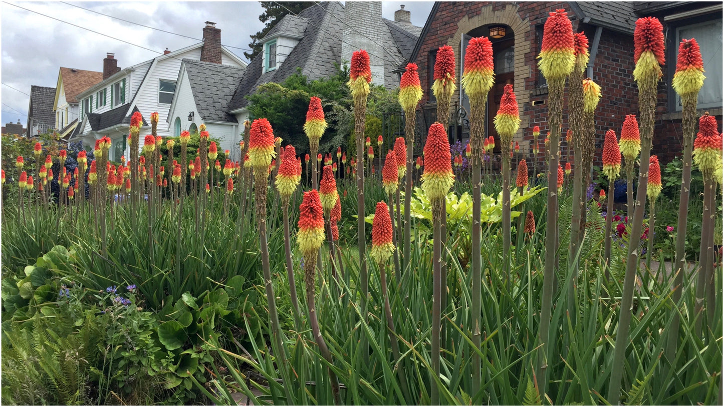 Firey Red Hot Poker Bare-roots 3 pc.R132112