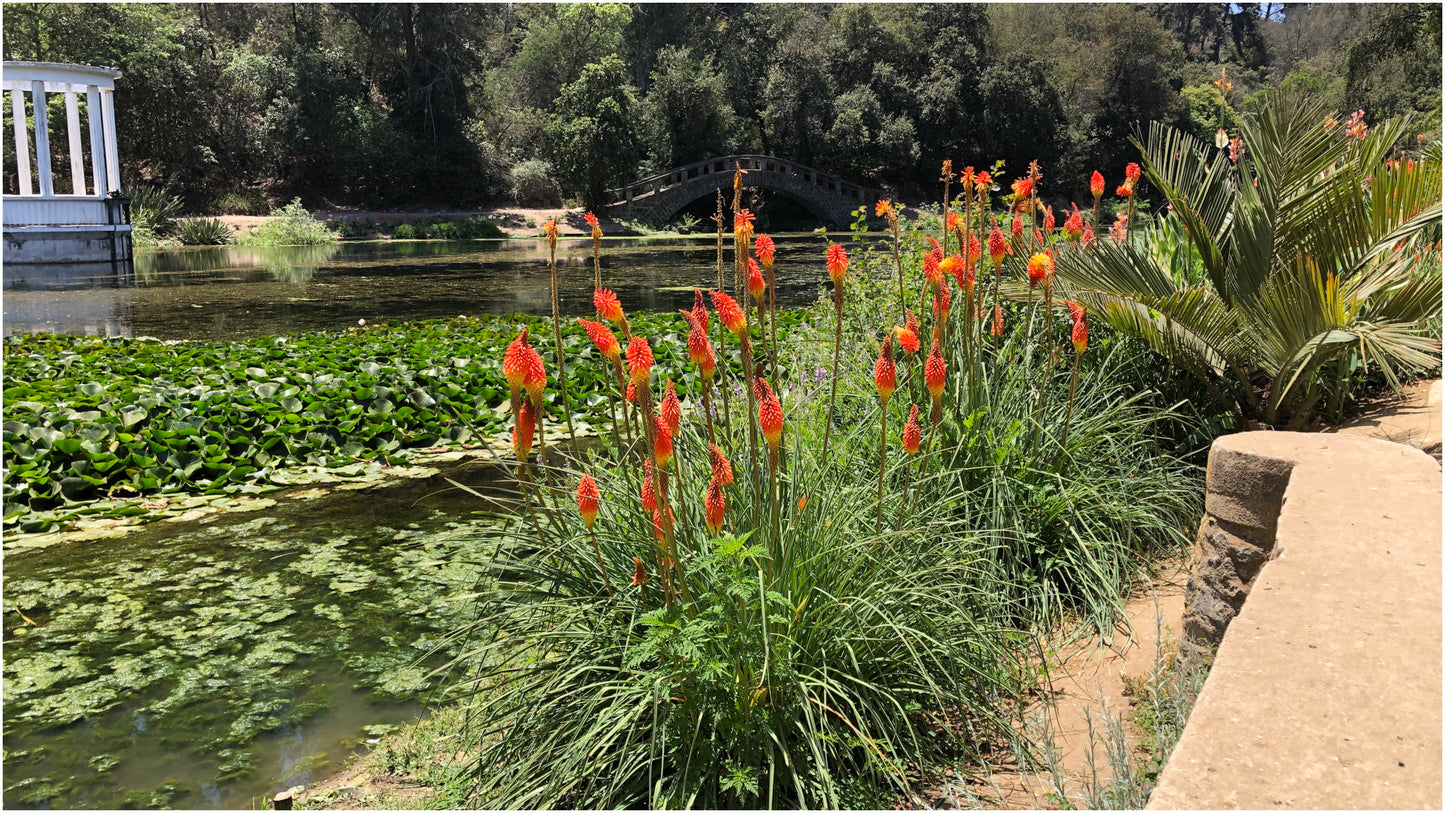 Firey Red Hot Poker Bare-roots 3 pc.R132112