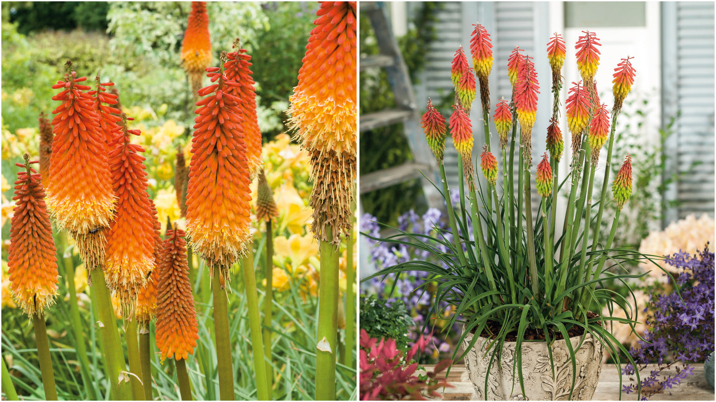 Firey Red Hot Poker Bare-roots 3 pc.R132112