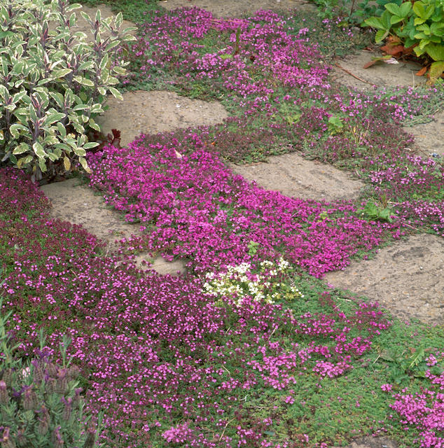 Trample Me™ Flowering Thyme 6 pc. R95120