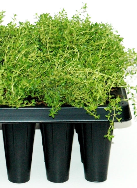 Trample Me™ Flowering Thyme 6 pc. R95120