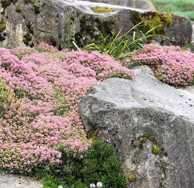 Trample Me™ Flowering Thyme 6 pc. R95120