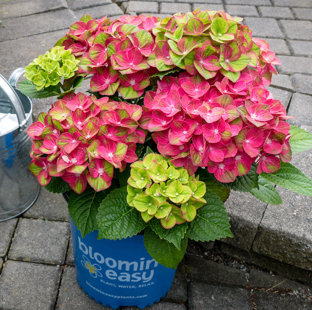 Tilt-A-Swirl Color-Changing Hydrangea 1 pc. R132194