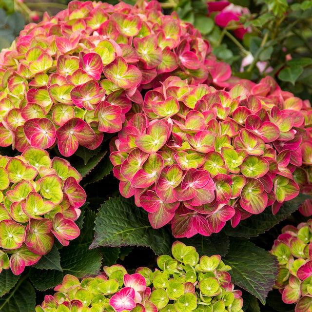 Tilt-A-Swirl Color-Changing Hydrangea 1 pc. R132194