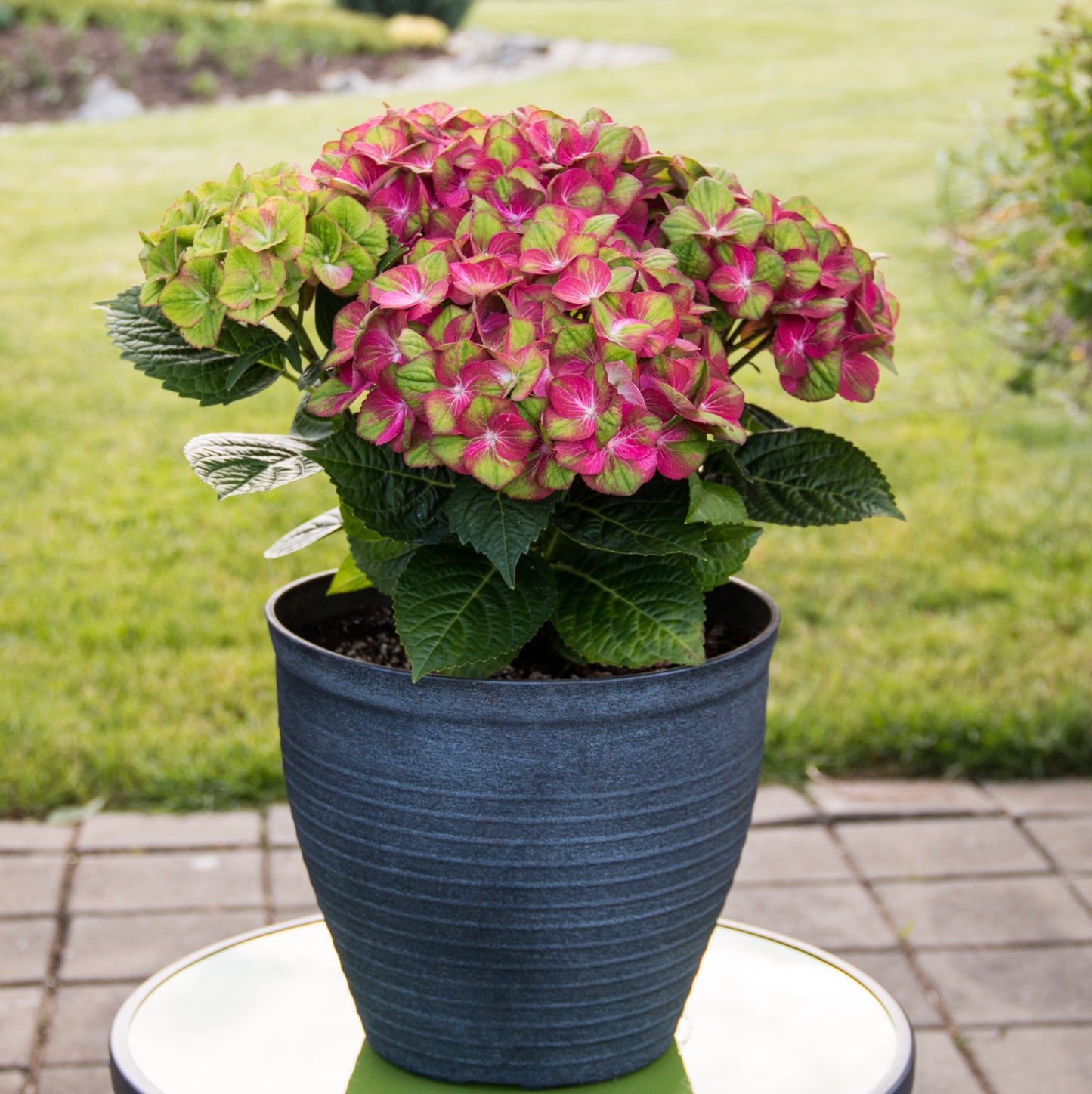 Tilt-A-Swirl Color-Changing Hydrangea 1 pc. R132194