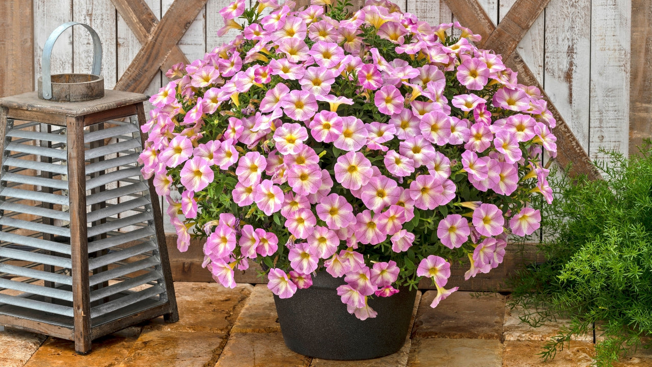 Petunias SuperCal® with Fertilizer Sample 4 pc. R132212