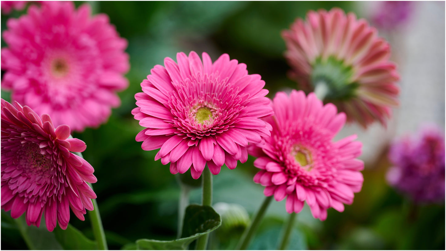 Garvinea® Sweet Series Hardy Gerber Daisies 4 pc. R132078