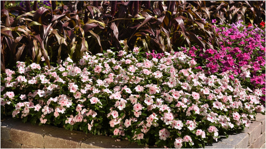 Vincas Blockbuster® 6 pc. R132188