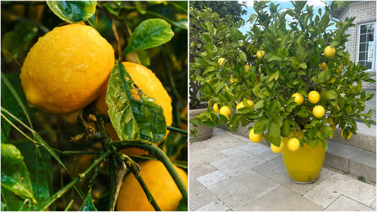 Improved Meyer Lemon Tree 1 pc. R61274