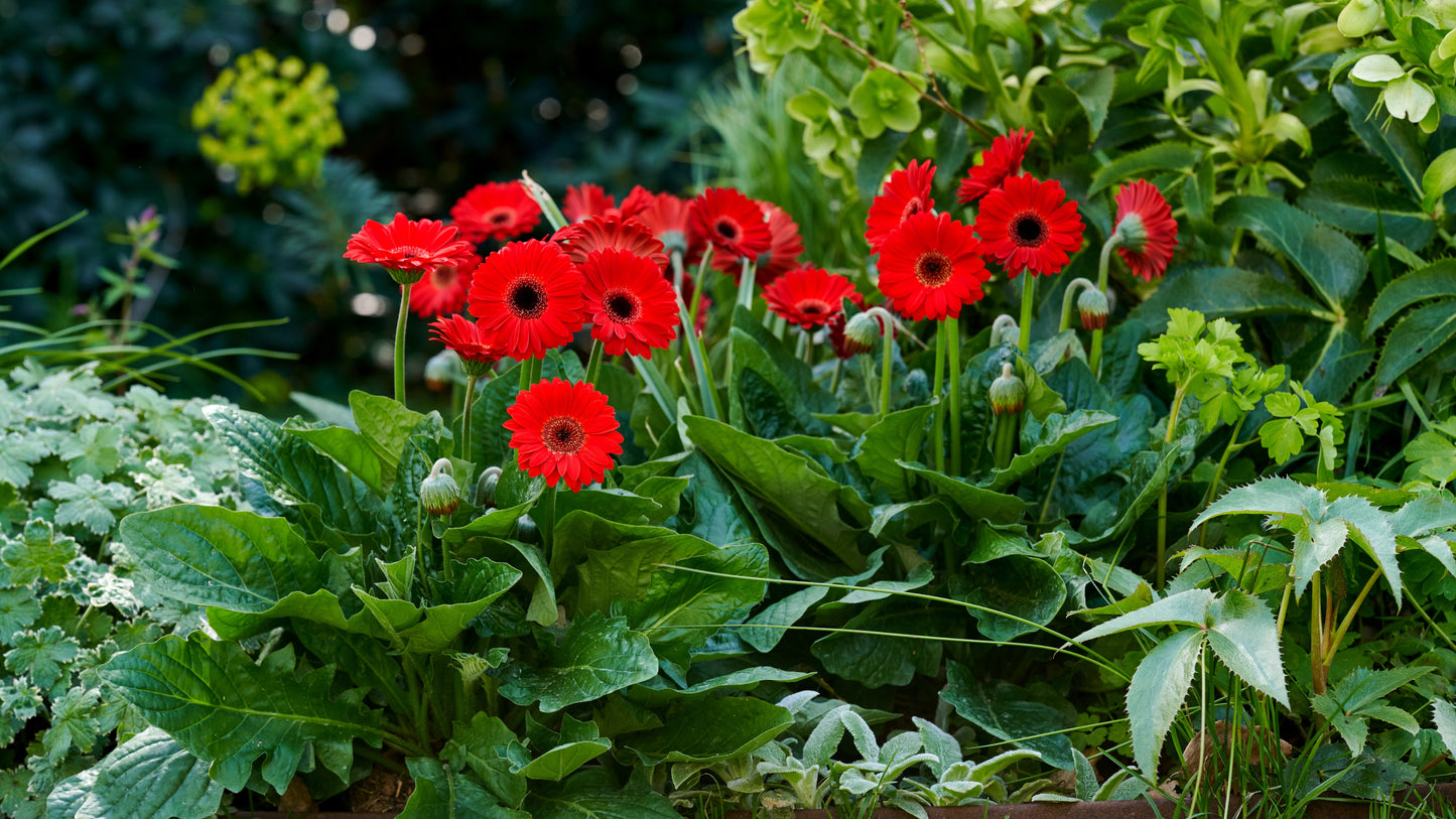 Garvinea® Sweet Series Hardy Gerber Daisies 4 pc. R132078