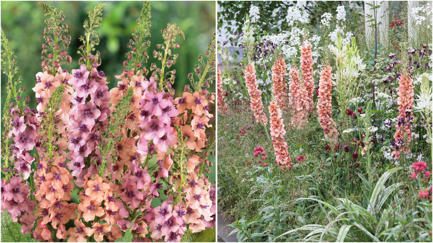 Verbascum 'Southern Charm' Mix 3 pc. R132167