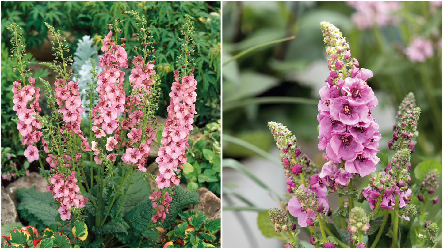 Verbascum 'Southern Charm' Mix 3 pc. R132167