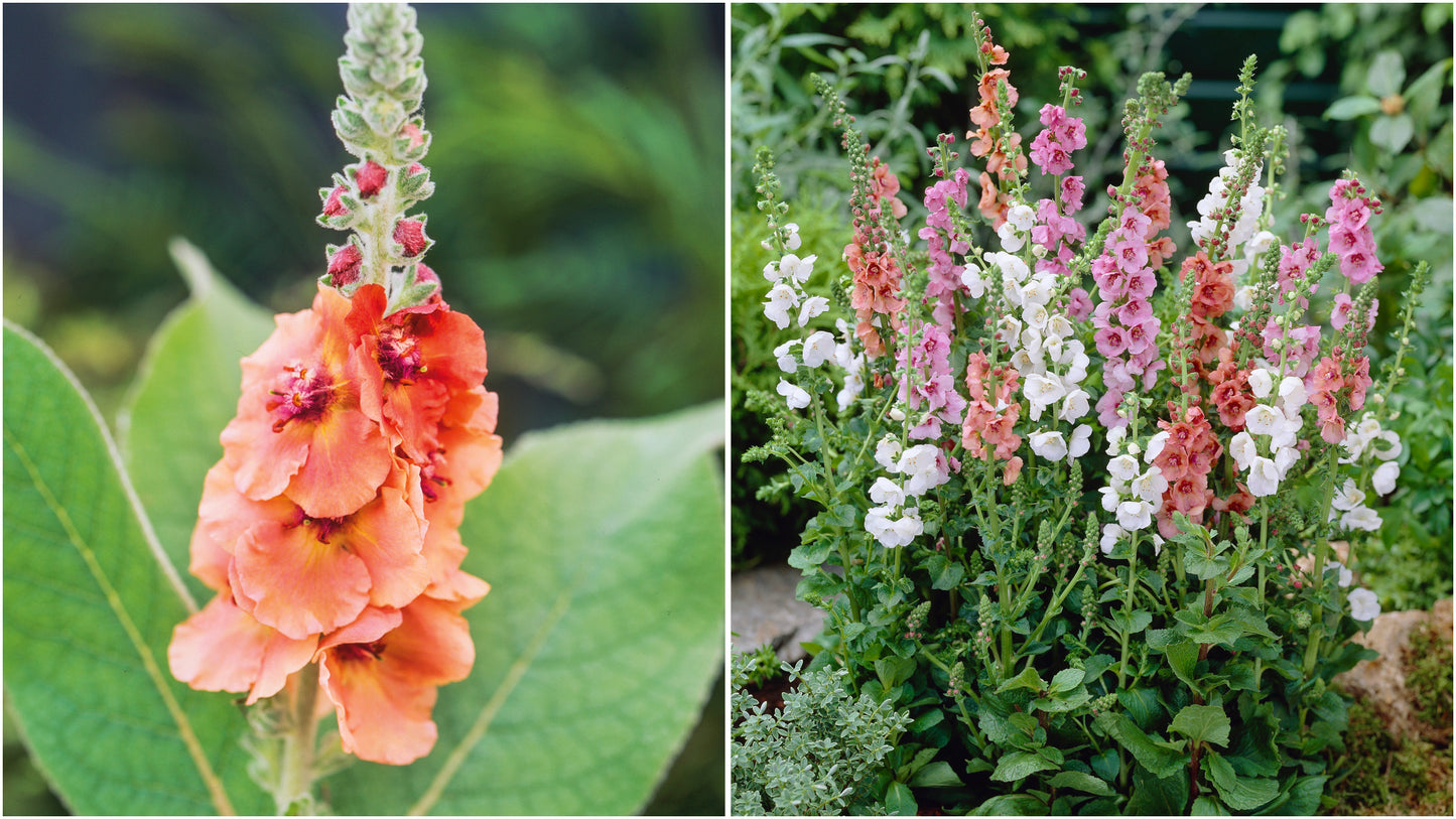 Verbascum 'Southern Charm' Mix 3 pc. R132167