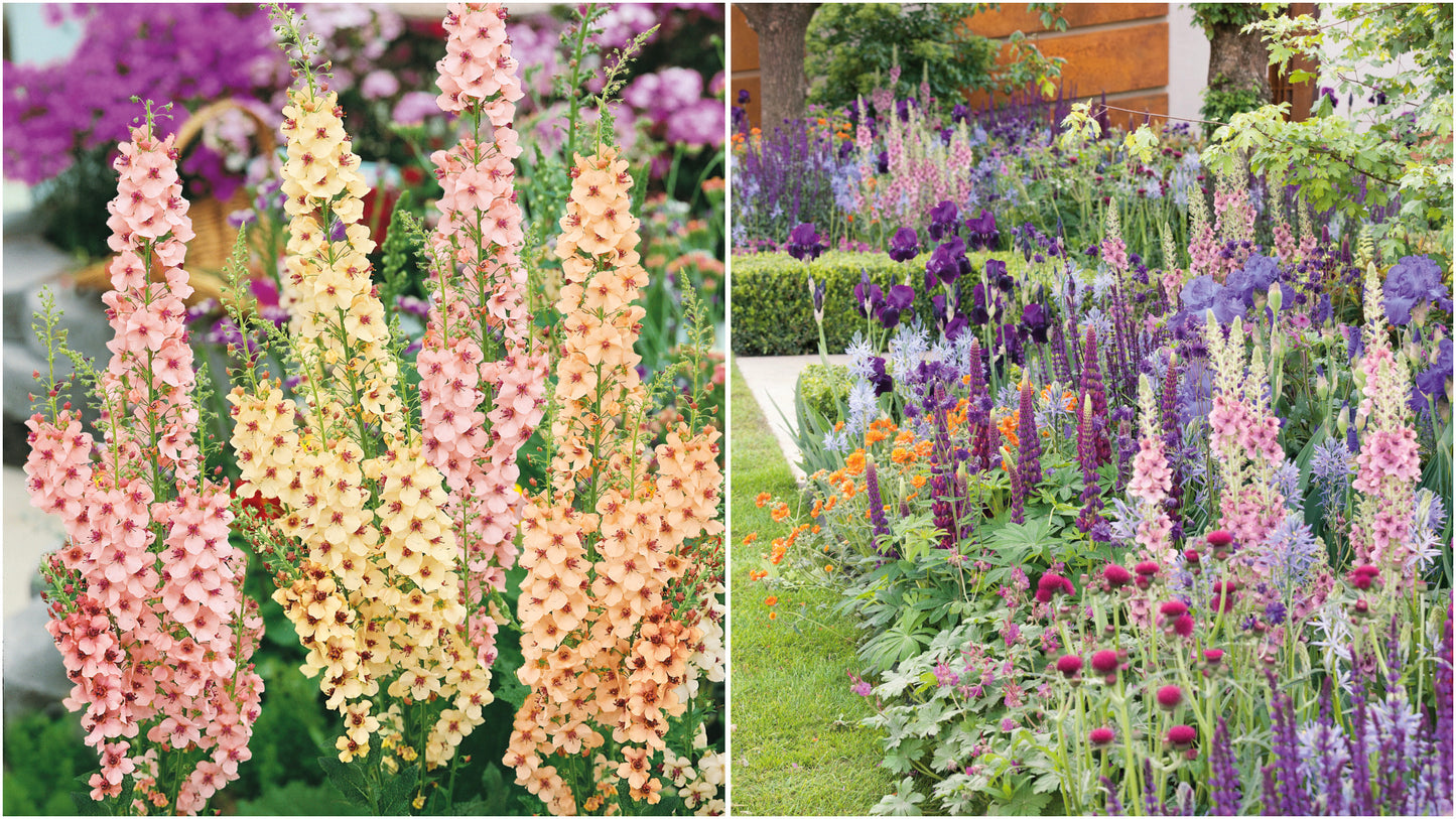 Verbascum 'Southern Charm' Mix 3 pc. R132167