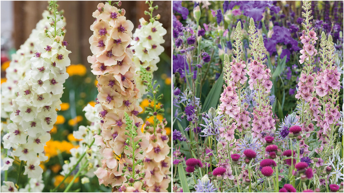 Verbascum 'Southern Charm' Mix 3 pc. R132167