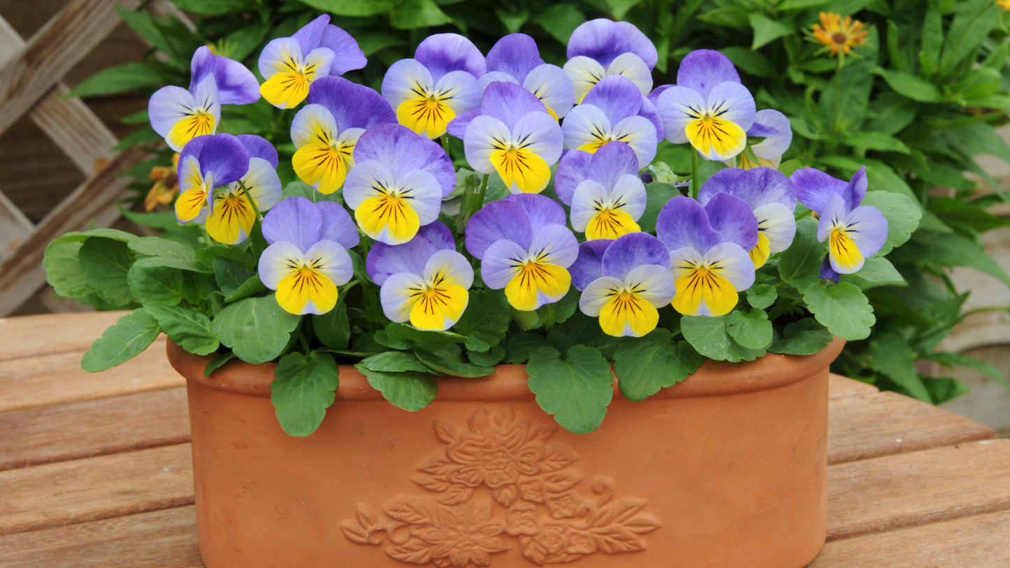 Violas Hardy Sorbet® Series Mix 3 pc. R132168