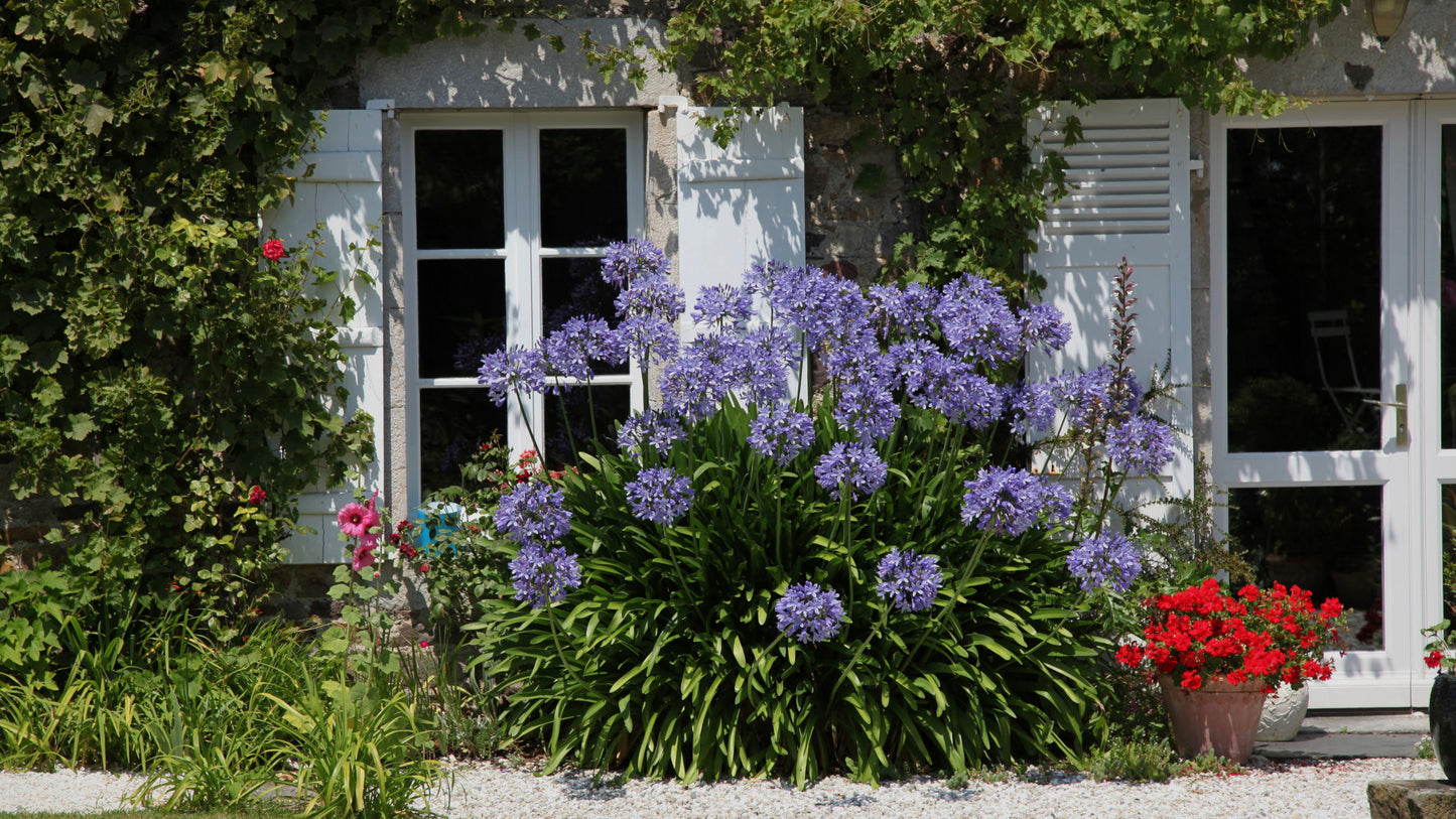 Agapanthus Johanna Blue Hardy Lily of the Nile 2 pc.  R132173