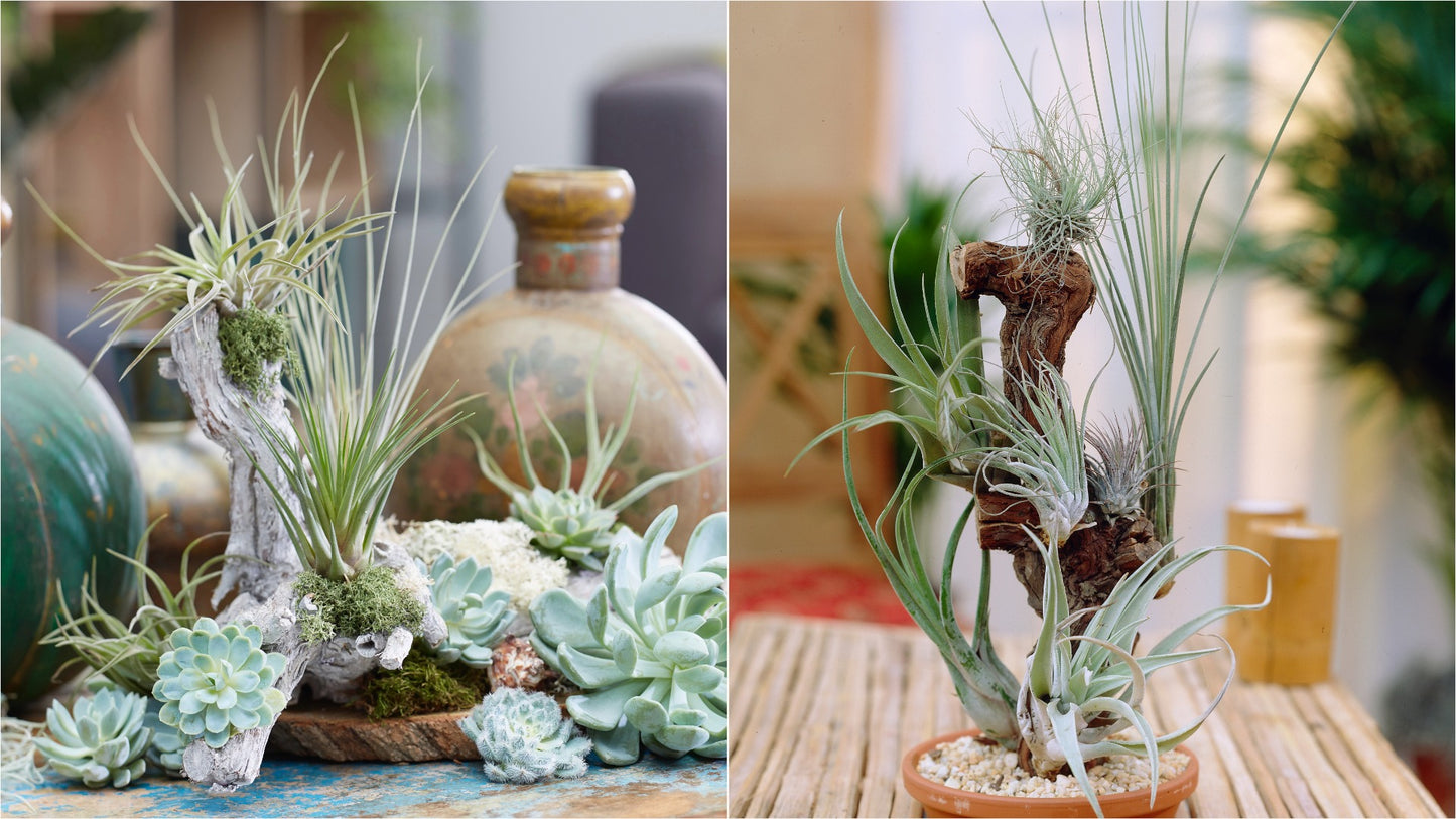 Air Plant Collection with Resin Log 3 pc. R132178**Ships end April**