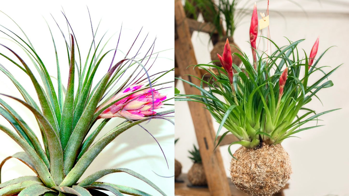 Air Plant Collection with Resin Log 3 pc. R132178**Ships end April**