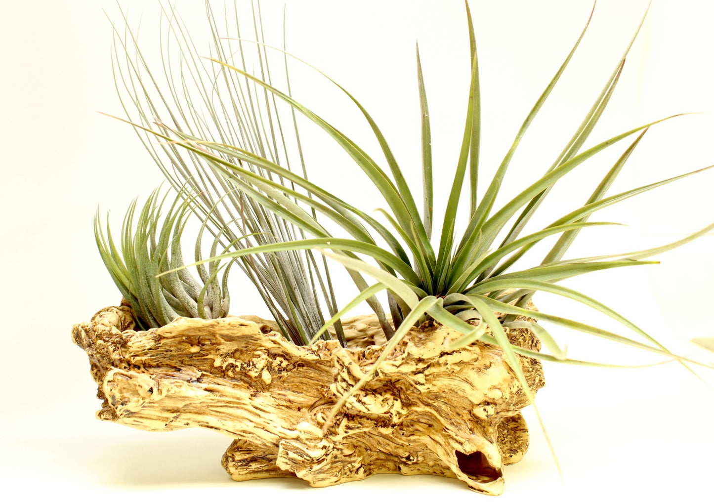 Air Plant Collection with Resin Log 3 pc. R132178**Ships end April**