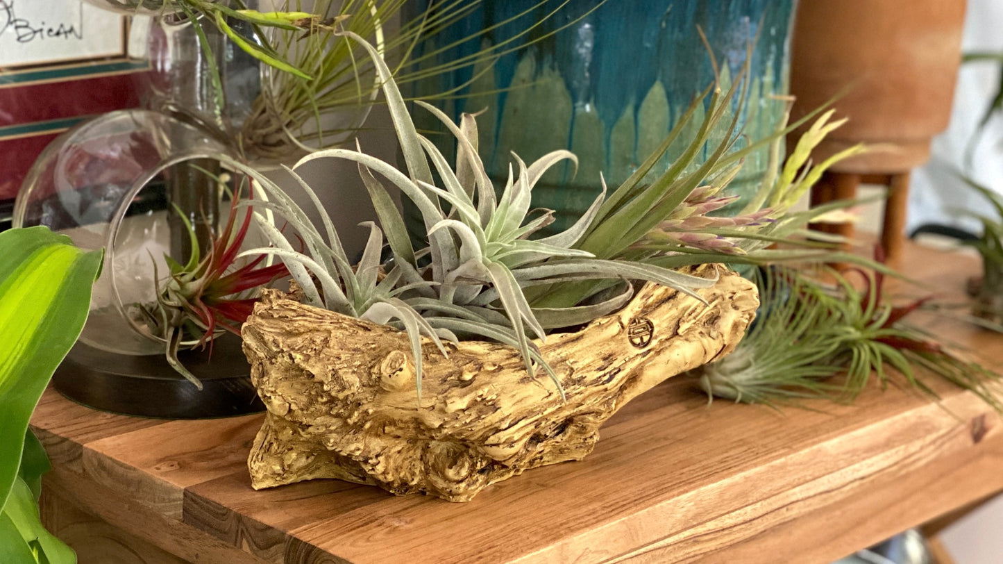 Air Plant Collection with Resin Log 3 pc. R132178**Ships end April**